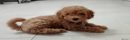 Barboncino Toy cani per accoppiamento: Barboncino Toy per possibile matrimonio  a Provincia di Ancona - Annuncio 5