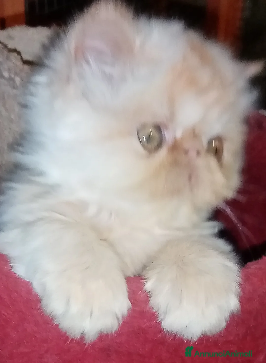 Persiano gatti in vendita: Gattini persiani pura razza  - Annuncio 3