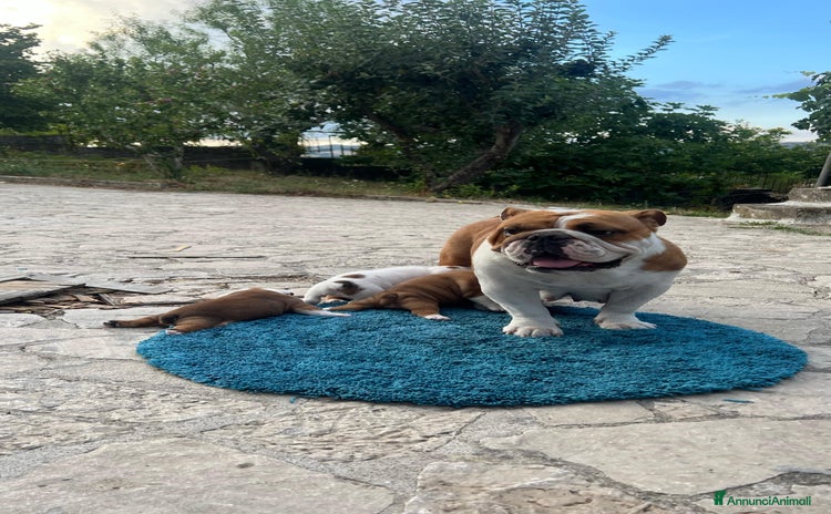 Bulldog cani - Annuncio 17