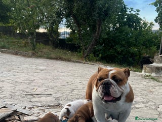Bulldog cani Bulldog femmina - Annuncio 3