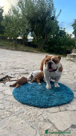 Bulldog cani Bulldog femmina - Annuncio 1