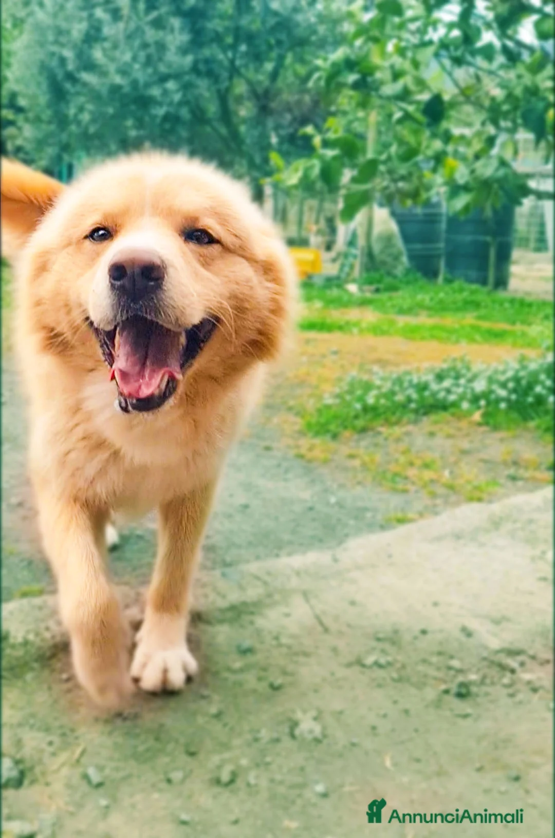 Golden Retriever cani in regalo: Birillo cagnone straordinario - Annuncio 2