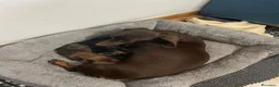 Bassotto Nano cani in vendita: Vendo cucciolo di bassotto nano - Annuncio 1