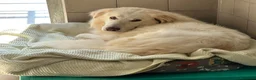 Meticcio cani in regalo: RAMBO MAREMMANO - Annuncio 5