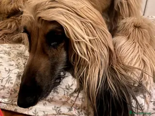 Levriero cani LEVRIERO AFGANO BELLISSIMI CUCCIOLI - Annuncio 2