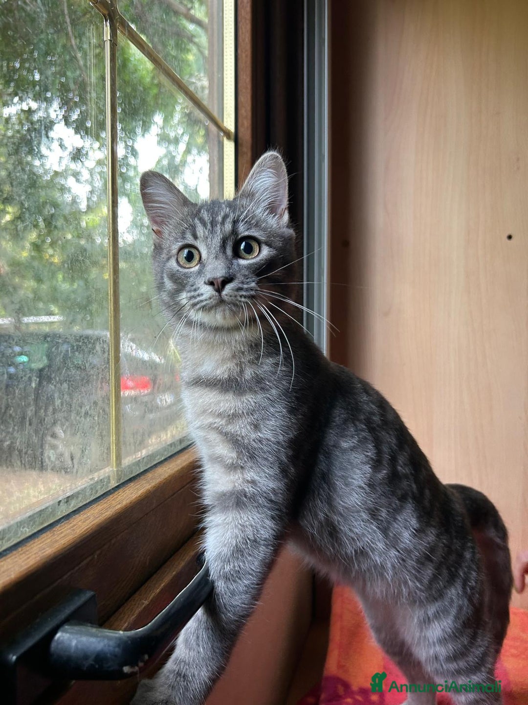 Europeo gatti in regalo: MISTRAL CERCA CASA ❤️ - Annuncio 3