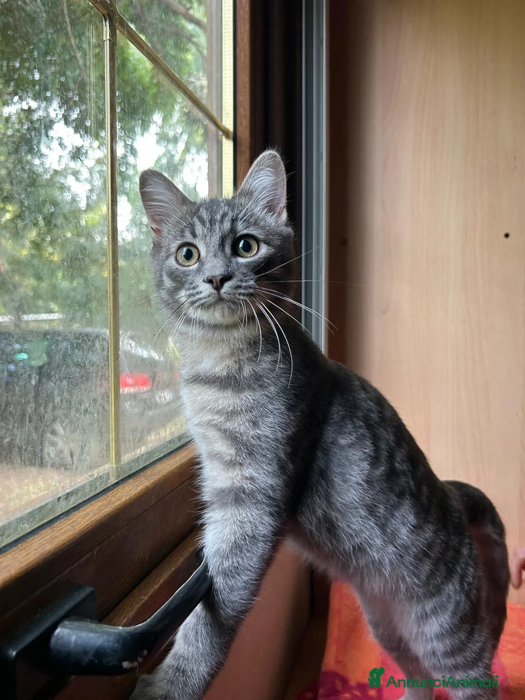 Europeo gatti in regalo: MISTRAL CERCA CASA ❤️ - Annuncio 3