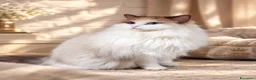 Ragdoll gatti in vendita: Ragdoll cuccioli con pedigree  - Annuncio 9