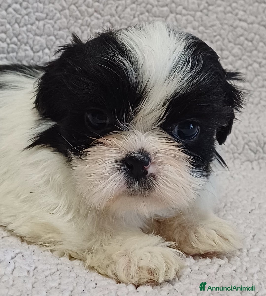 Shih Tzu cani in vendita: Cucciola shih-tzu shitzu shihtzu  - Annuncio 3