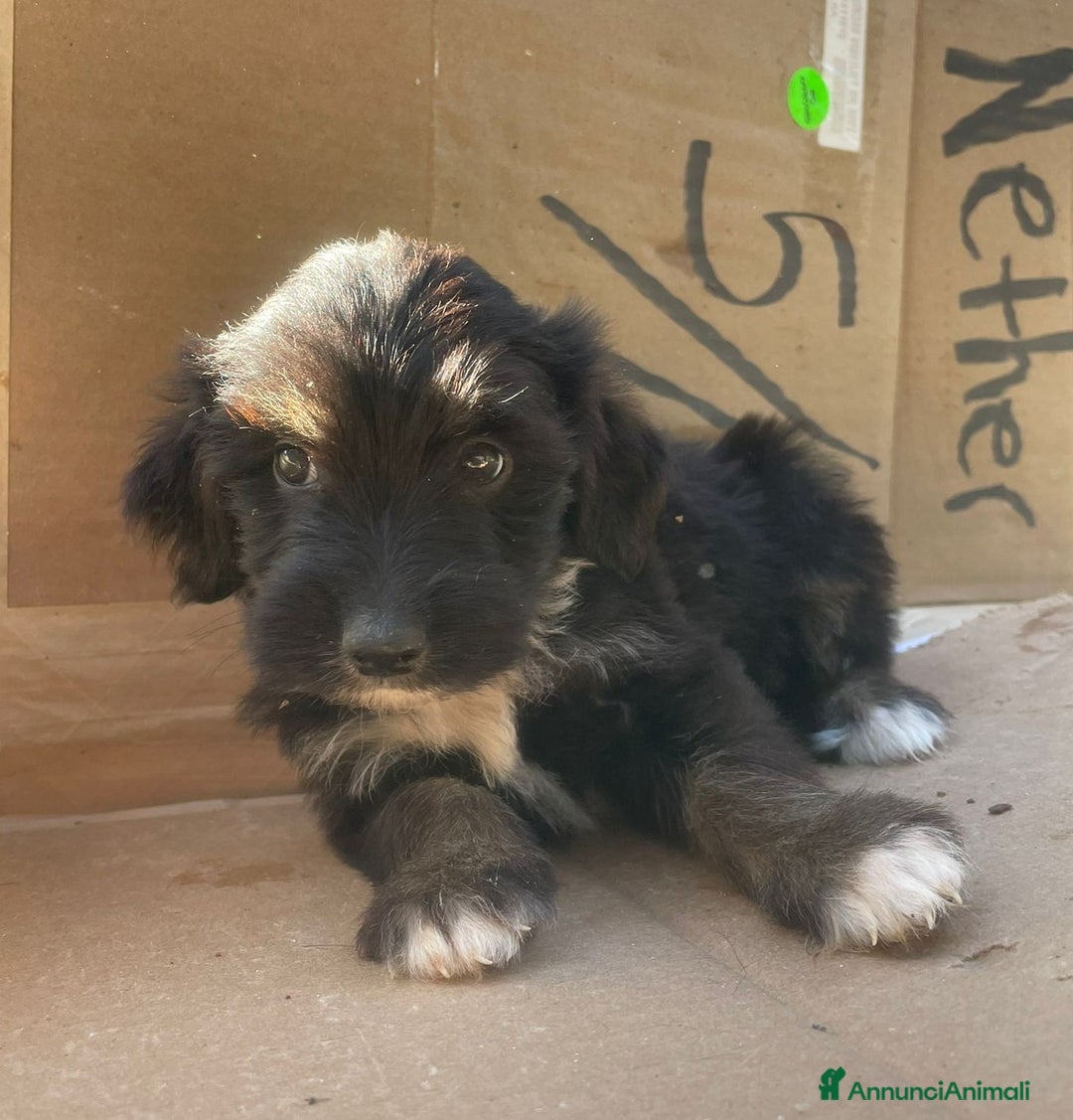 Meticcio cani in regalo: LE DOLCI PIETRE PREZIOSE - Annuncio 25