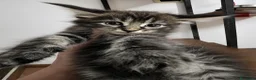 Maine Coon gatti in vendita: Cuccioli di Maine coon, vari manti  - Annuncio 4
