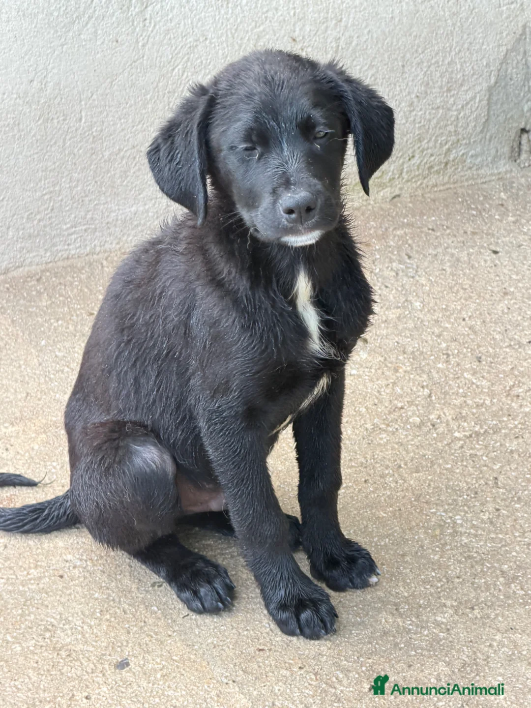 Meticcio cani in regalo: Max tg media a Città Metropolitana di Torino - Annuncio 2