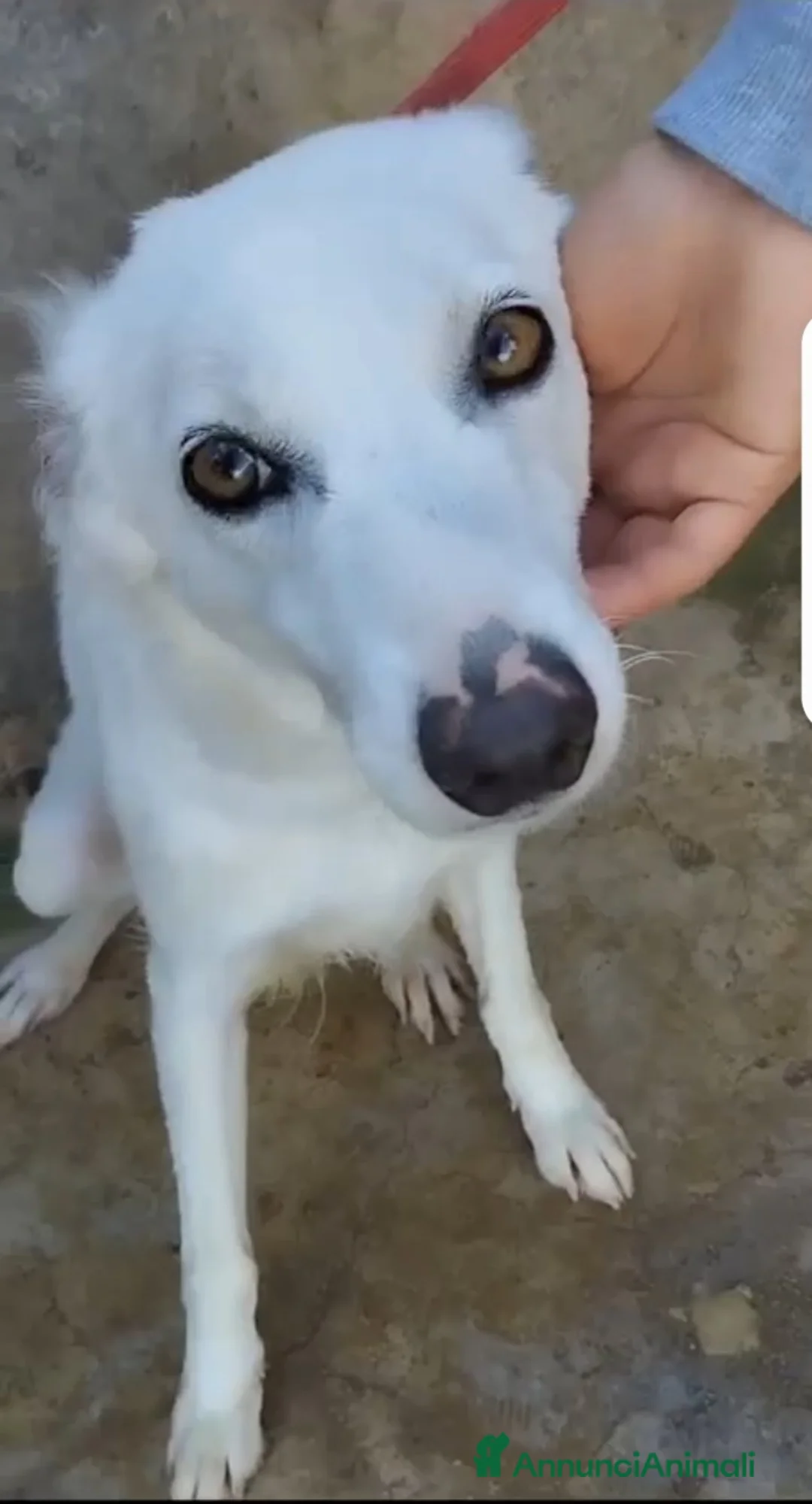 Meticcio cani in regalo: Bianca e grandi occhioni..torna in strada!PALERM0 a Città metropolitana di Milano - Annuncio 5