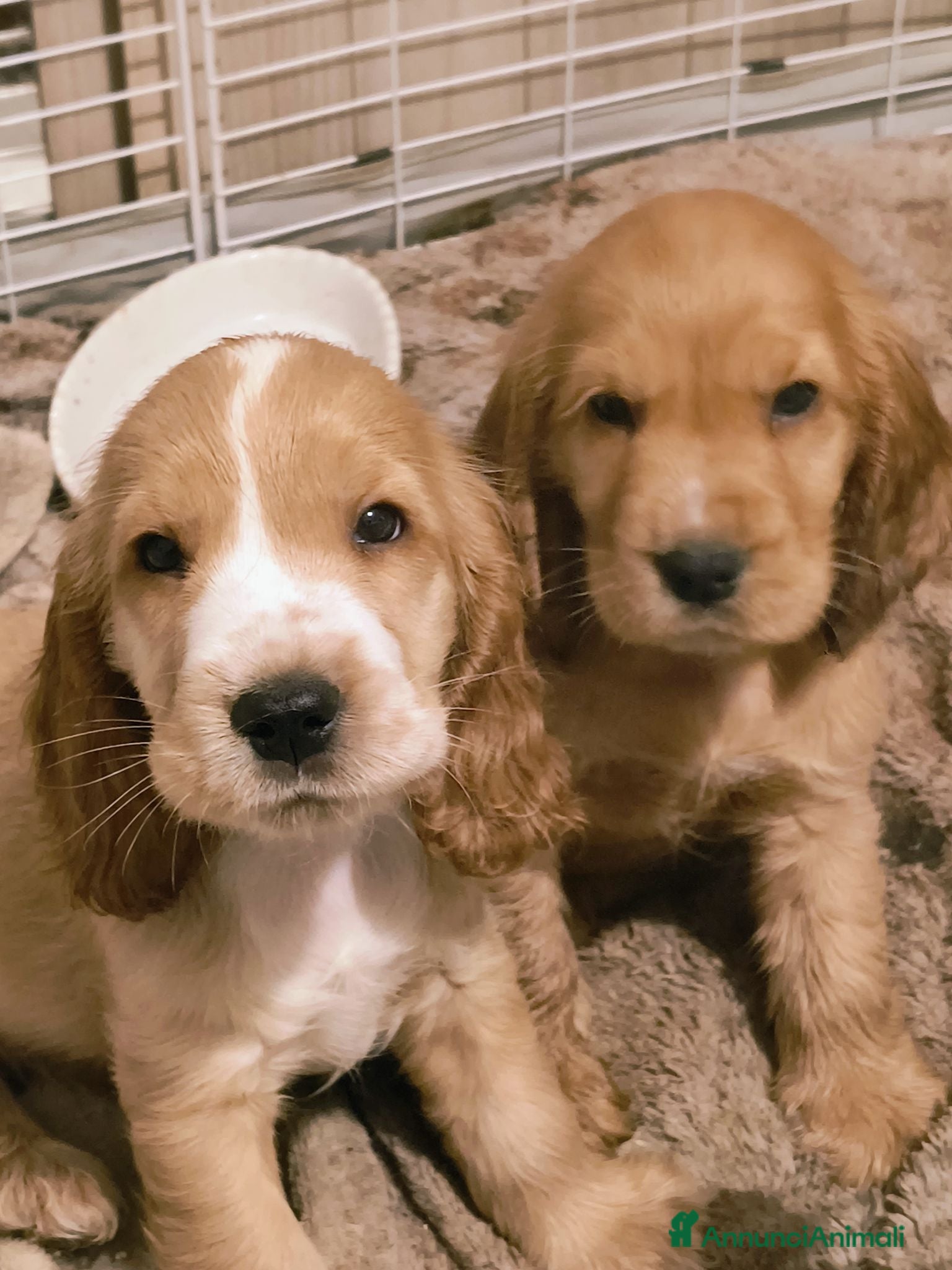 Cocker cani Ultimi cuccioli - Annuncio 3