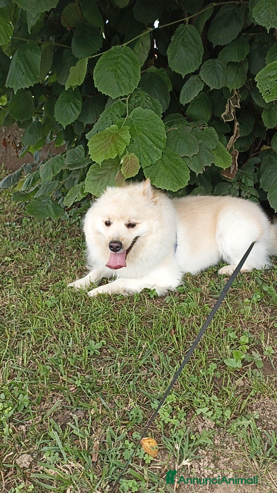 Volpino Italiano cani per accoppiamento: Volpino Italiano - Annuncio 7