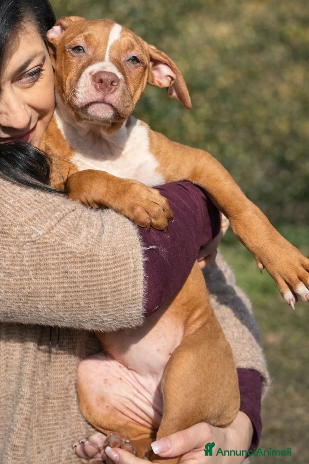 Pitbull cani in vendita: American Pitbull terrier con pedigree - Annuncio 3