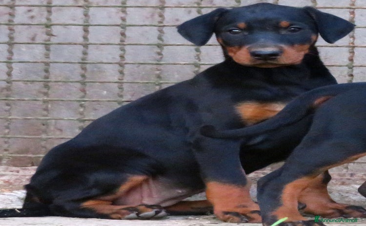 Dobermann cani Dobermann cuccioli - Annuncio 2
