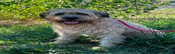 Meticcio cani in regalo: Nemo  a Provincia di Vercelli - Annuncio 1