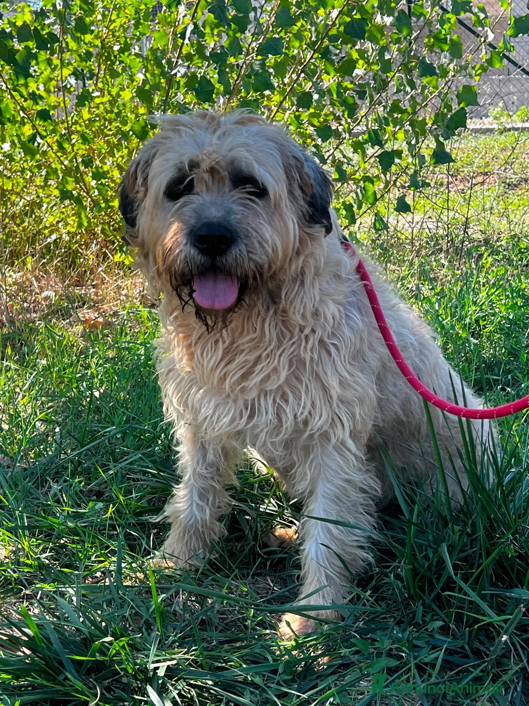 Meticcio cani in regalo: Nemo  a Provincia di Vercelli - Annuncio 1