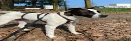 Meticcio cani in regalo:  2anni mix molossina il 27/6 torna al sud.TREVISO - Annuncio 6