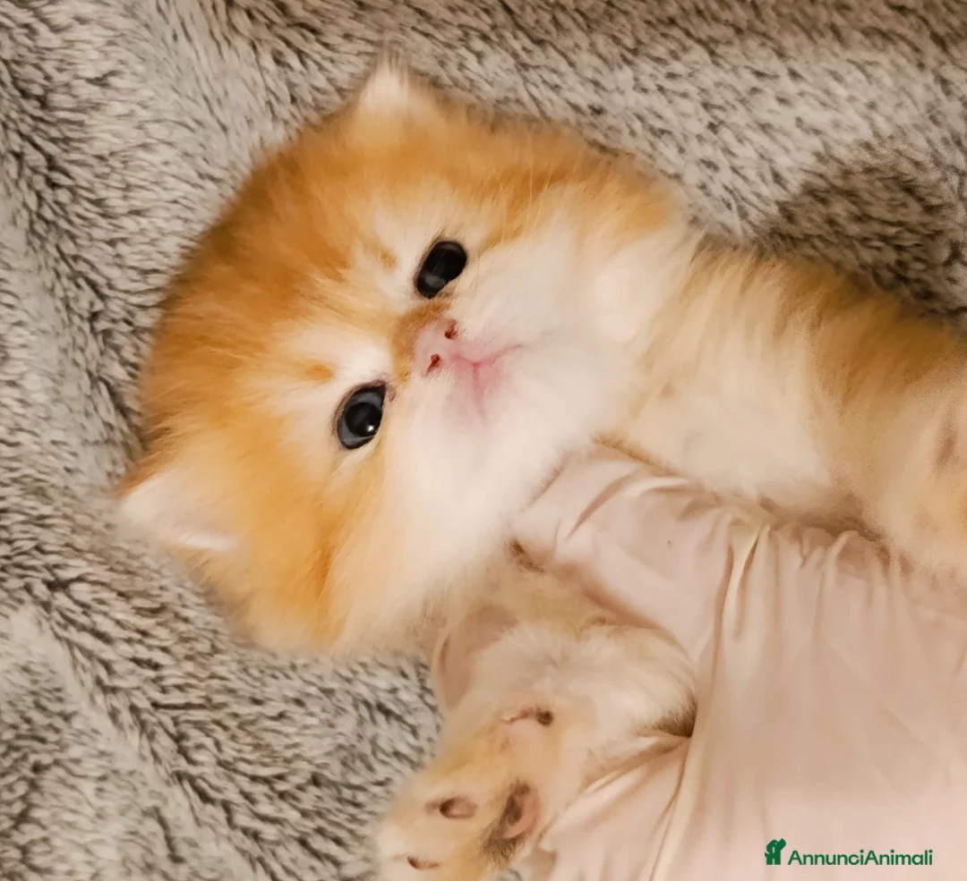 British gatti in vendita: British golden - Annuncio 2