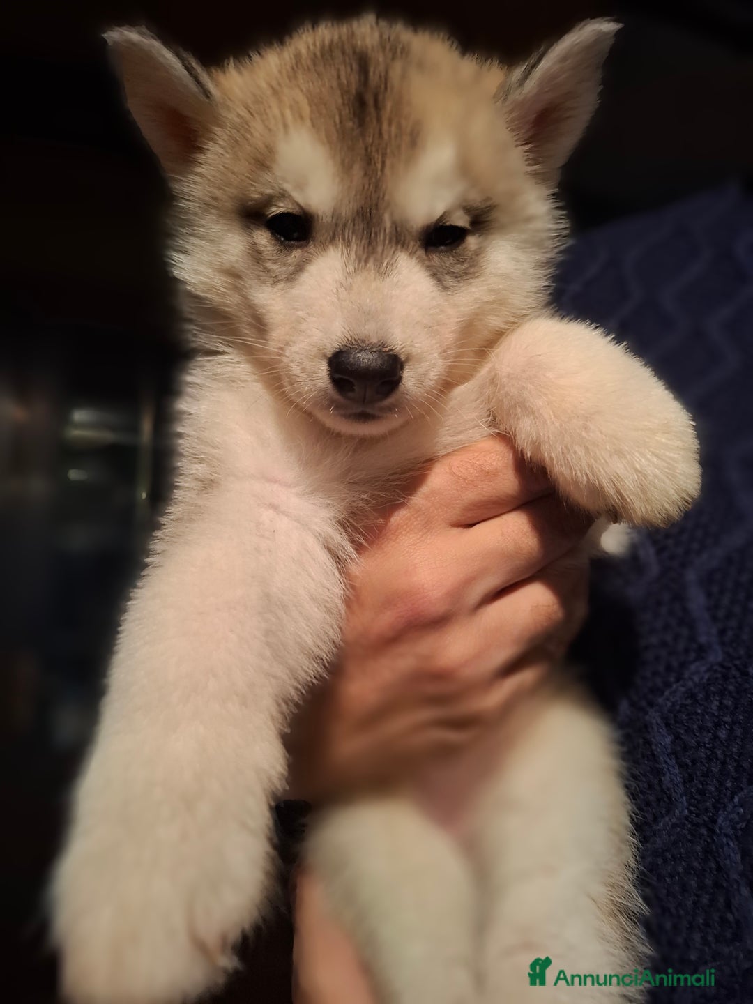 Husky cani in vendita: Cucciola Siberian Husky con pedigree - Annuncio 2