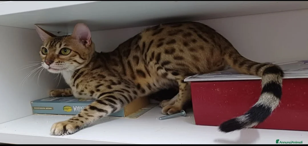 Immagine della galleria {{count}}