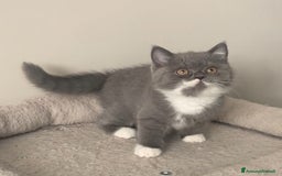 Scottish gatti in vendita: Scottish straight e fold - Annuncio 6