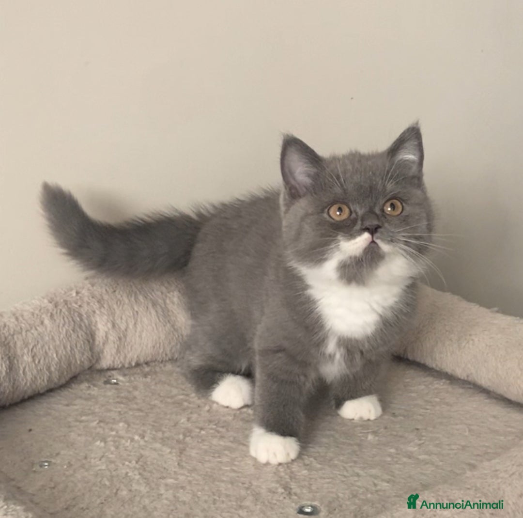 Scottish gatti in vendita: Scottish straight e fold - Annuncio 6