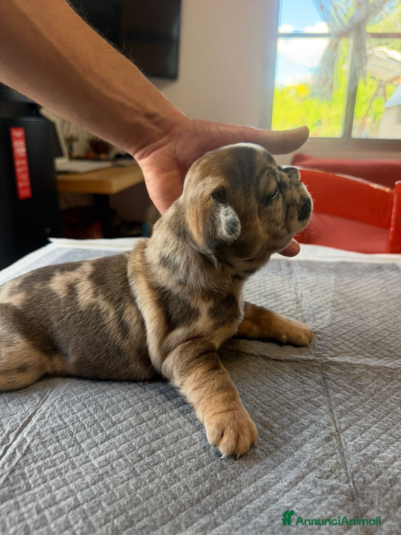 Bulldog Francese cani bulldog francese  - Annuncio 3