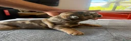 Bulldog Francese cani in vendita: bulldog francese  - Annuncio 1