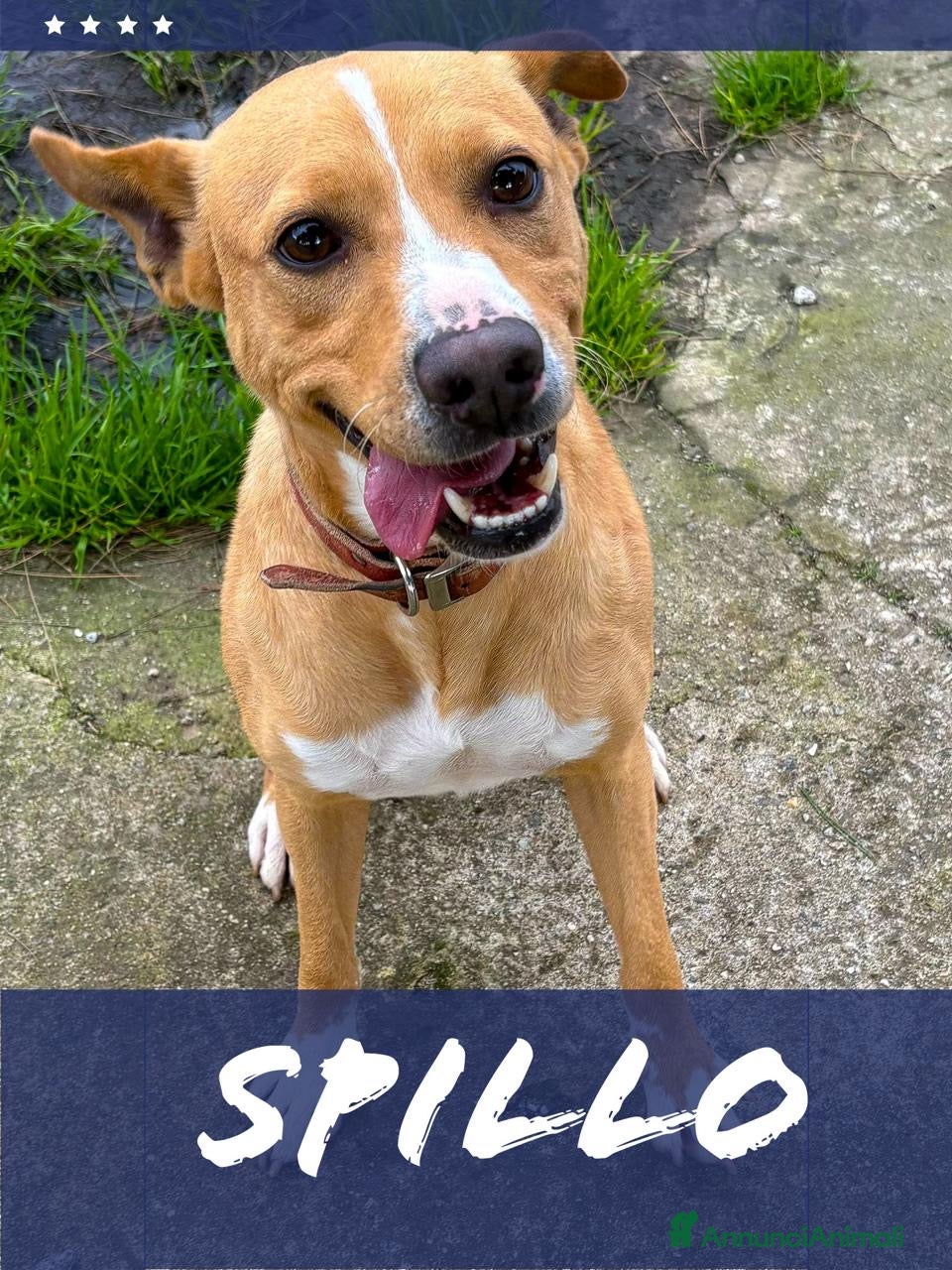 Meticcio cani SPILLO 💙- ti ruberà il cuore!!Chiama per lui 🙏🏻 - Annuncio 5