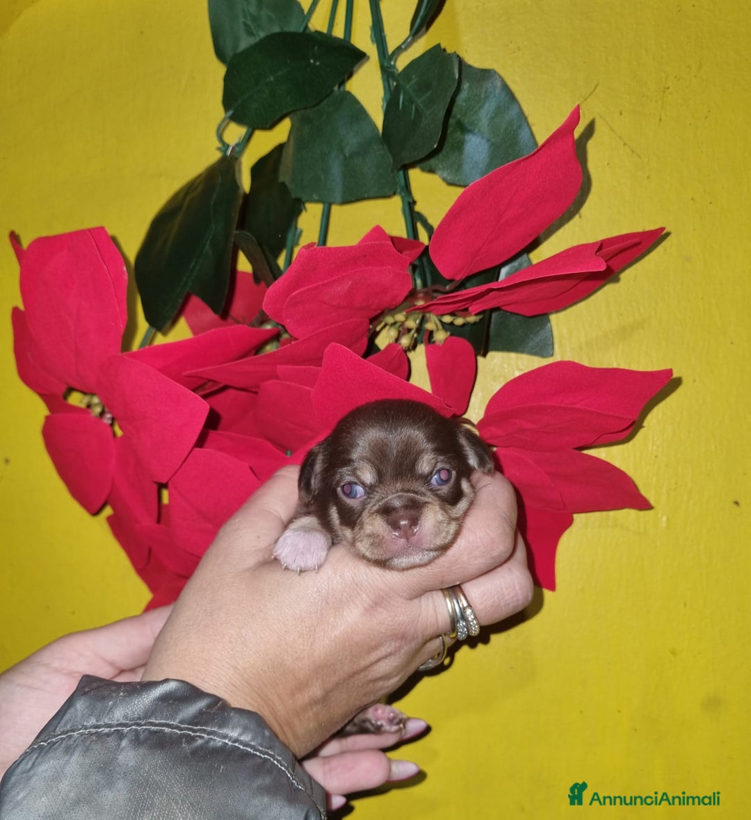 Chihuahua cani in vendita: Cuccioli di chiuhauha toy puri  - Annuncio 12