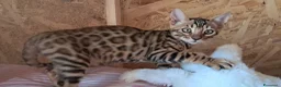Bengala gatti in vendita: Bengala cuccioli  a Provincia di Ravenna - Annuncio 7