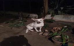 Meticcio cani in regalo: ALICE  a Città Metropolitana di Torino - Immagine 8