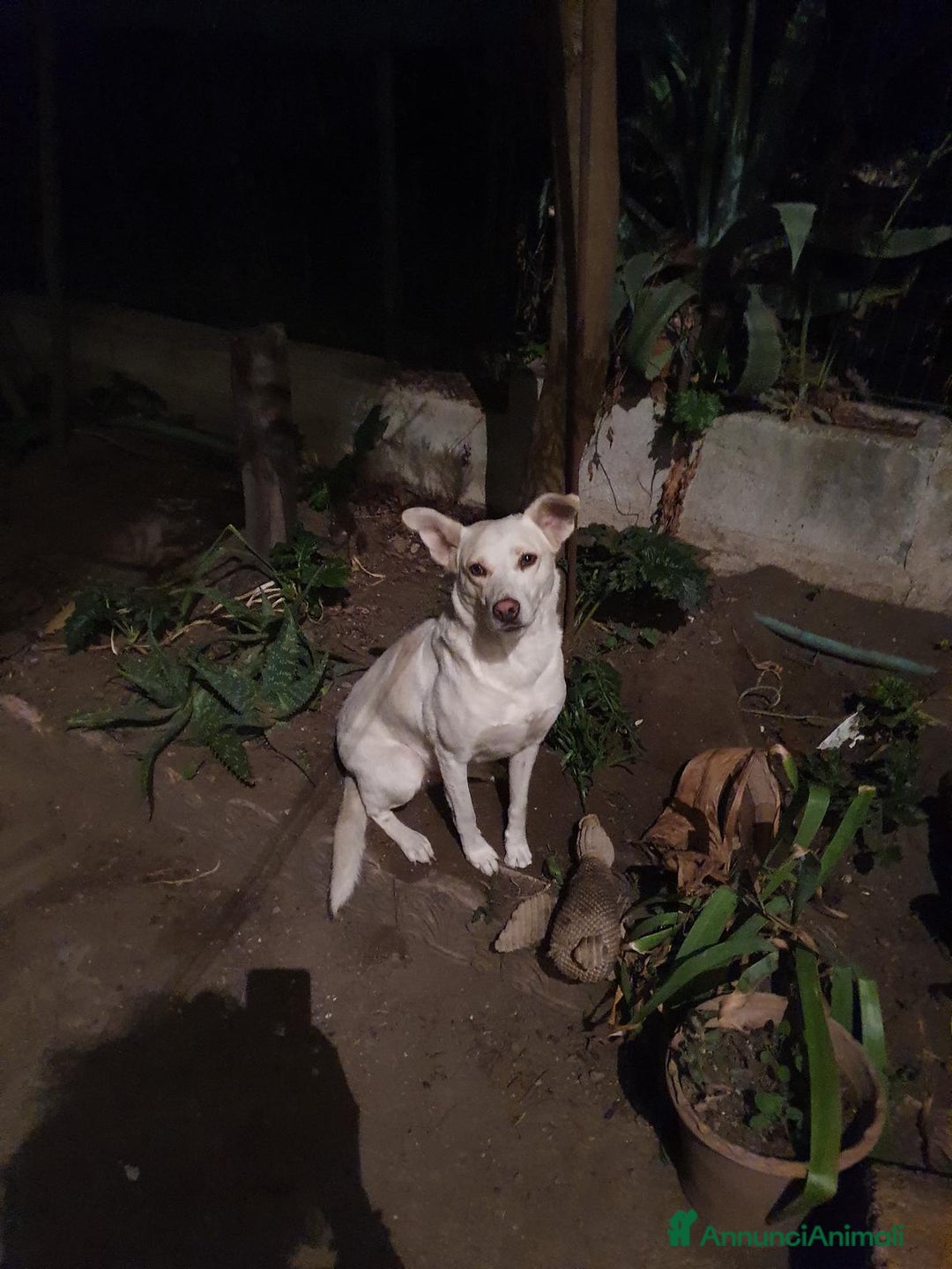 Meticcio cani in regalo: ALICE  a Città Metropolitana di Torino - Immagine 8