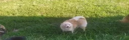 Volpino Pomerania cani in vendita: Volpino piccolo tedesco - Annuncio 3