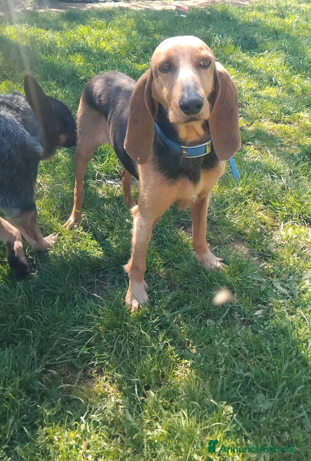 Segugio cani in regalo: Duca segugio a Provincia di Viterbo - Annuncio 2