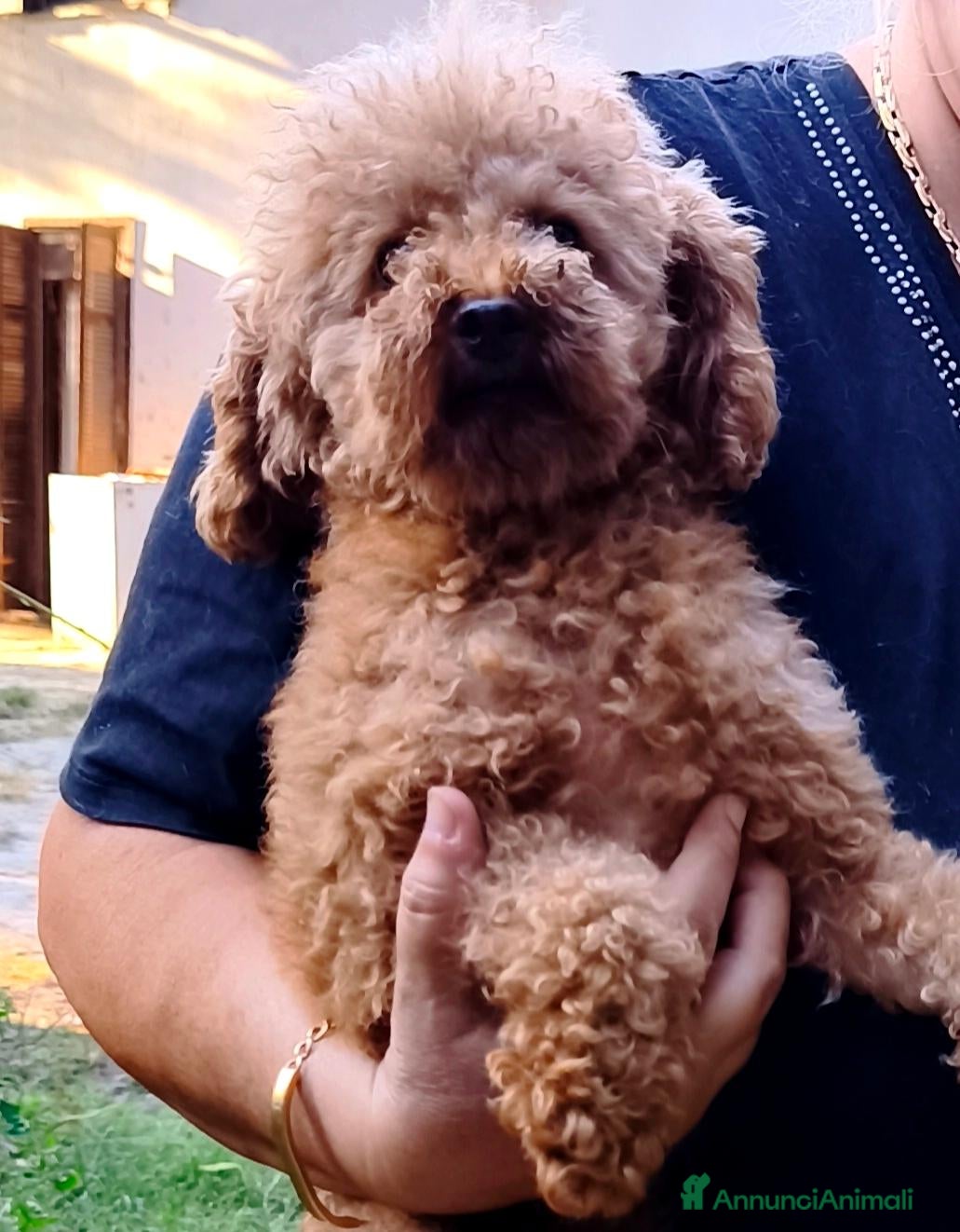 Barboncino Toy cani BARBONE TOY FULVO PER ACCOPPIAMENTO CON PEDIGREE  - Annuncio 2