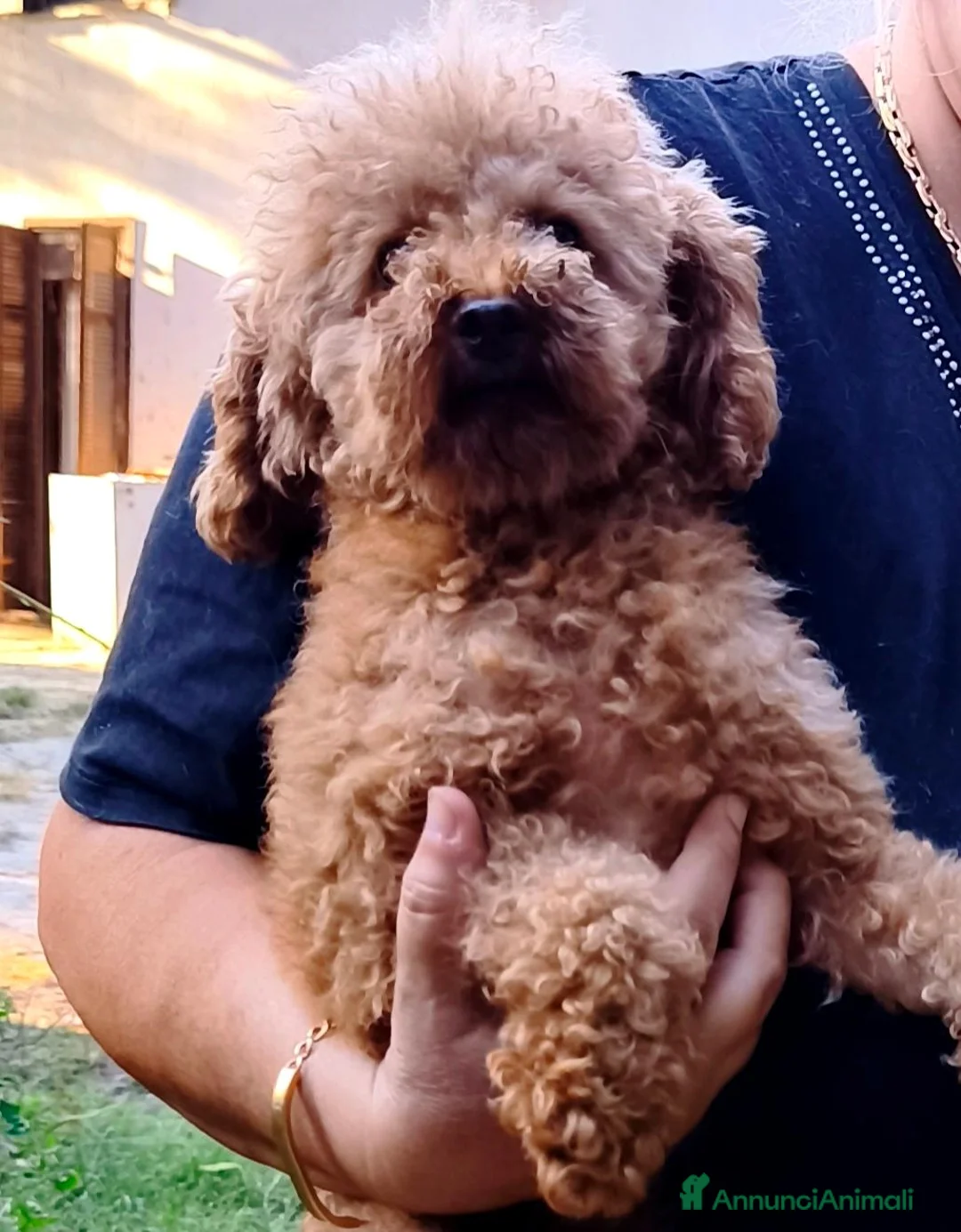 Barboncino Toy cani per accoppiamento: BARBONE TOY FULVO PER ACCOPPIAMENTO CON PEDIGREE  - Annuncio 2