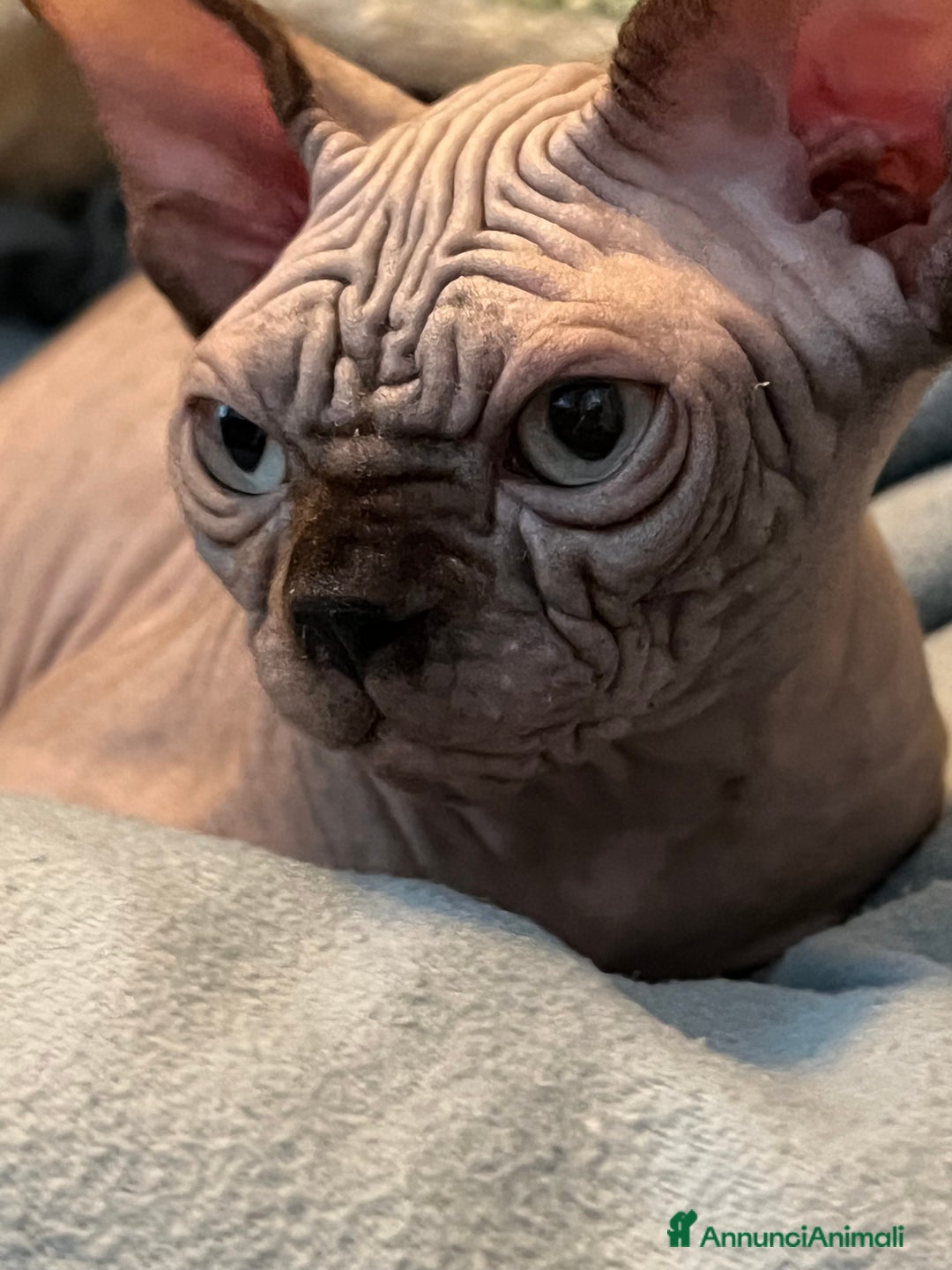 Sphynx gatti in vendita: Sphynx  - Annuncio 2
