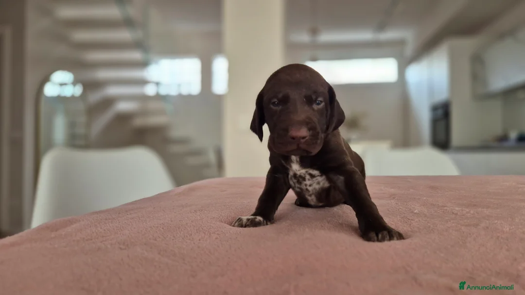 Kurzhaar cani in vendita: Cucciolata alta genealogia Kurzhaar  - Annuncio 3