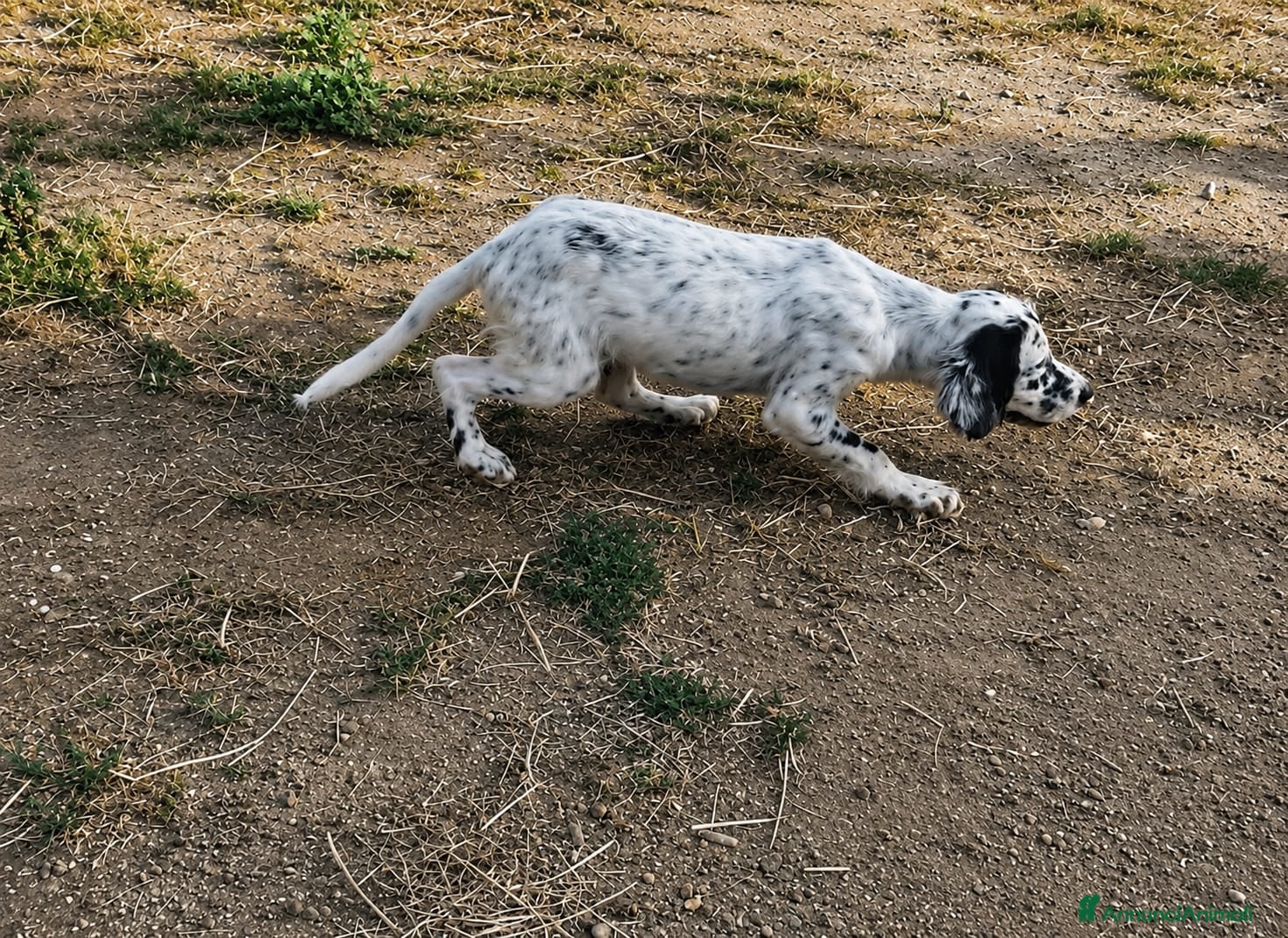 Setter Inglese cani Cuccioli Setter Inglese - Annuncio 27