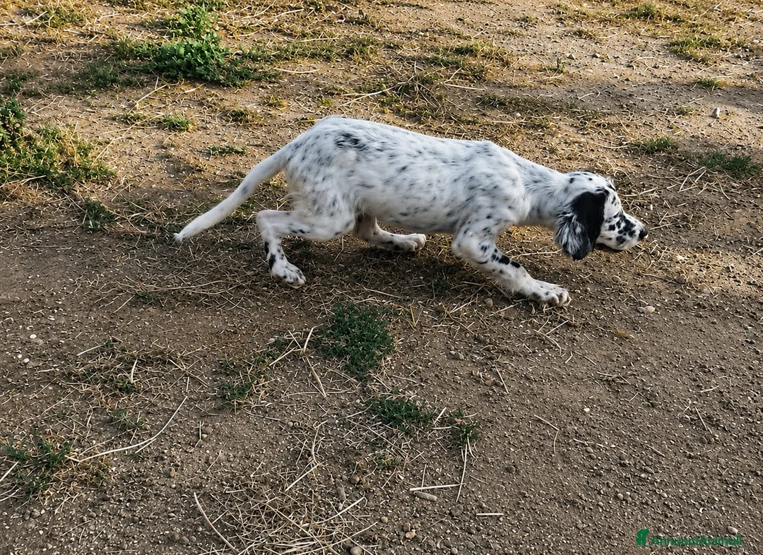 Setter Inglese cani in vendita: Cuccioli Setter Inglese a Città metropolitana di Roma Capitale - Annuncio 1