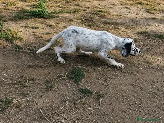 Setter Inglese cani Cuccioli Setter Inglese - Annuncio 27