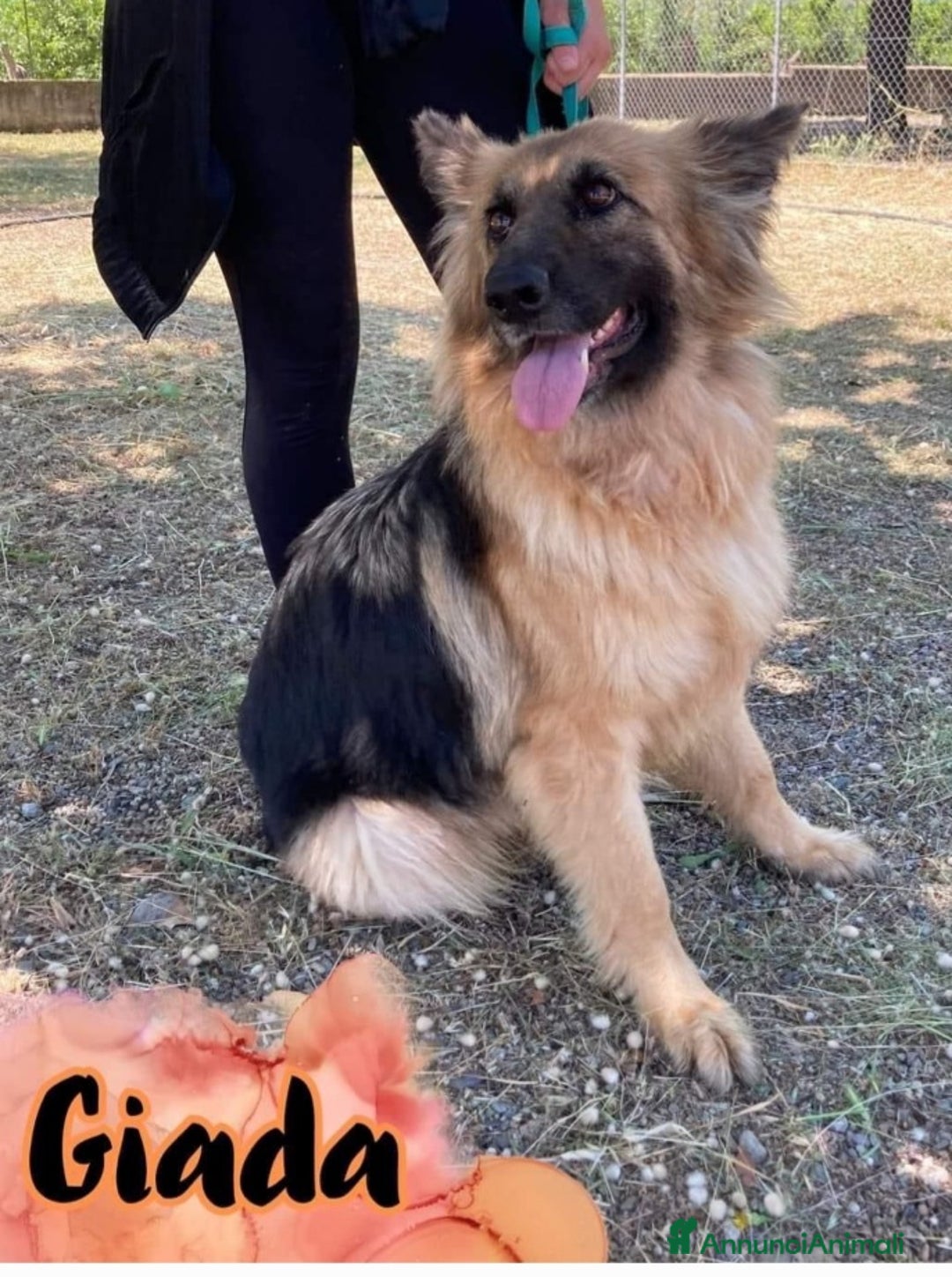 Pastore Tedesco cani in regalo: Giada Pastore sfortunata mai 1chiamata.COSENZA SOS a Città metropolitana di Milano - Immagine 1