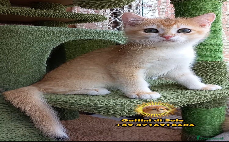 Scottish gatti a Province of Modena - Annuncio 6