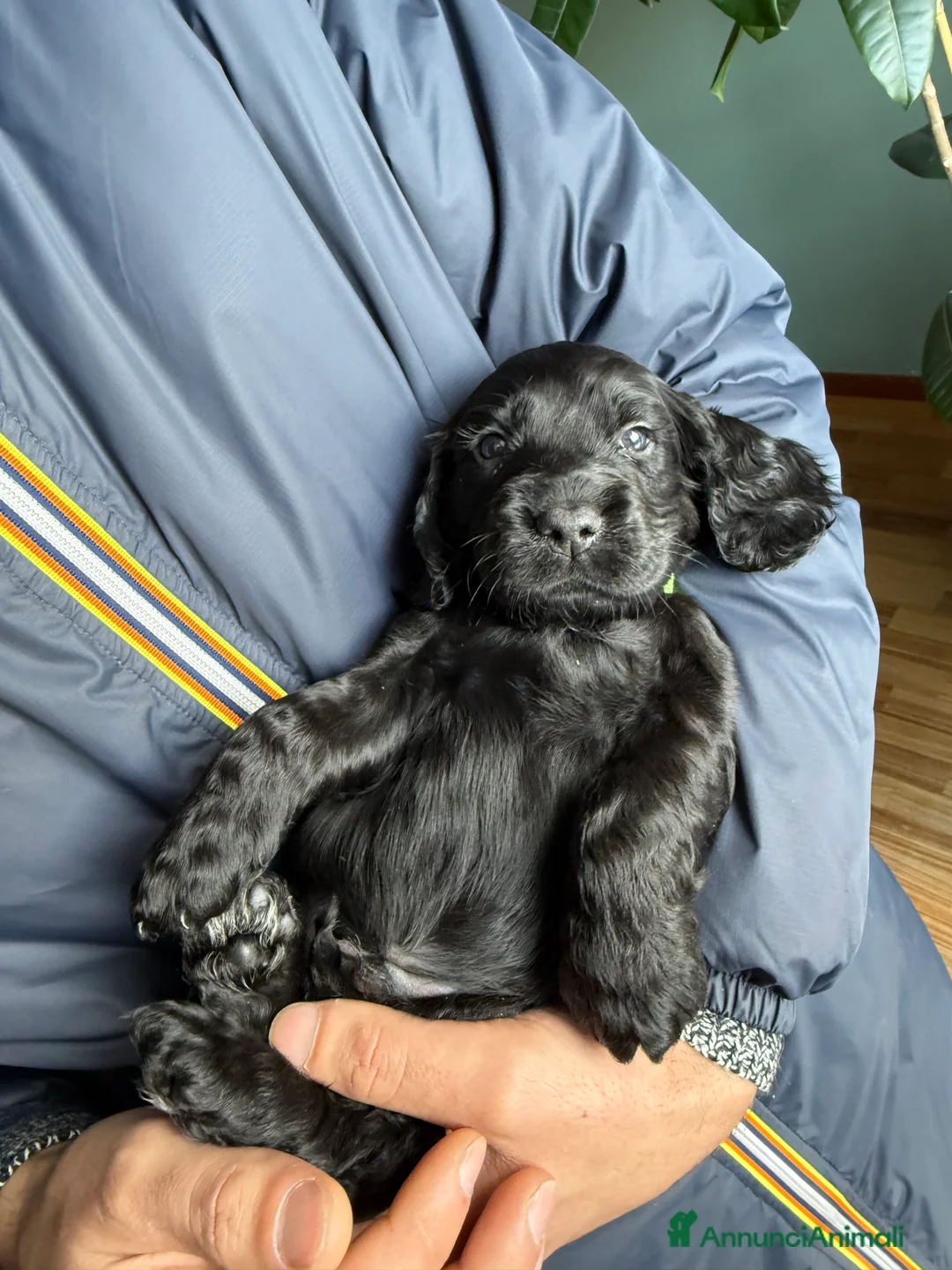 Cocker cani in vendita: Vendo cuccioli cocker spaniel a Provincia di Pescara - Annuncio 1