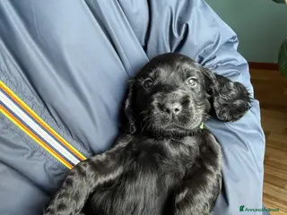 Cocker cani Vendo cuccioli cocker spaniel a Provincia di Pescara - Annuncio 1