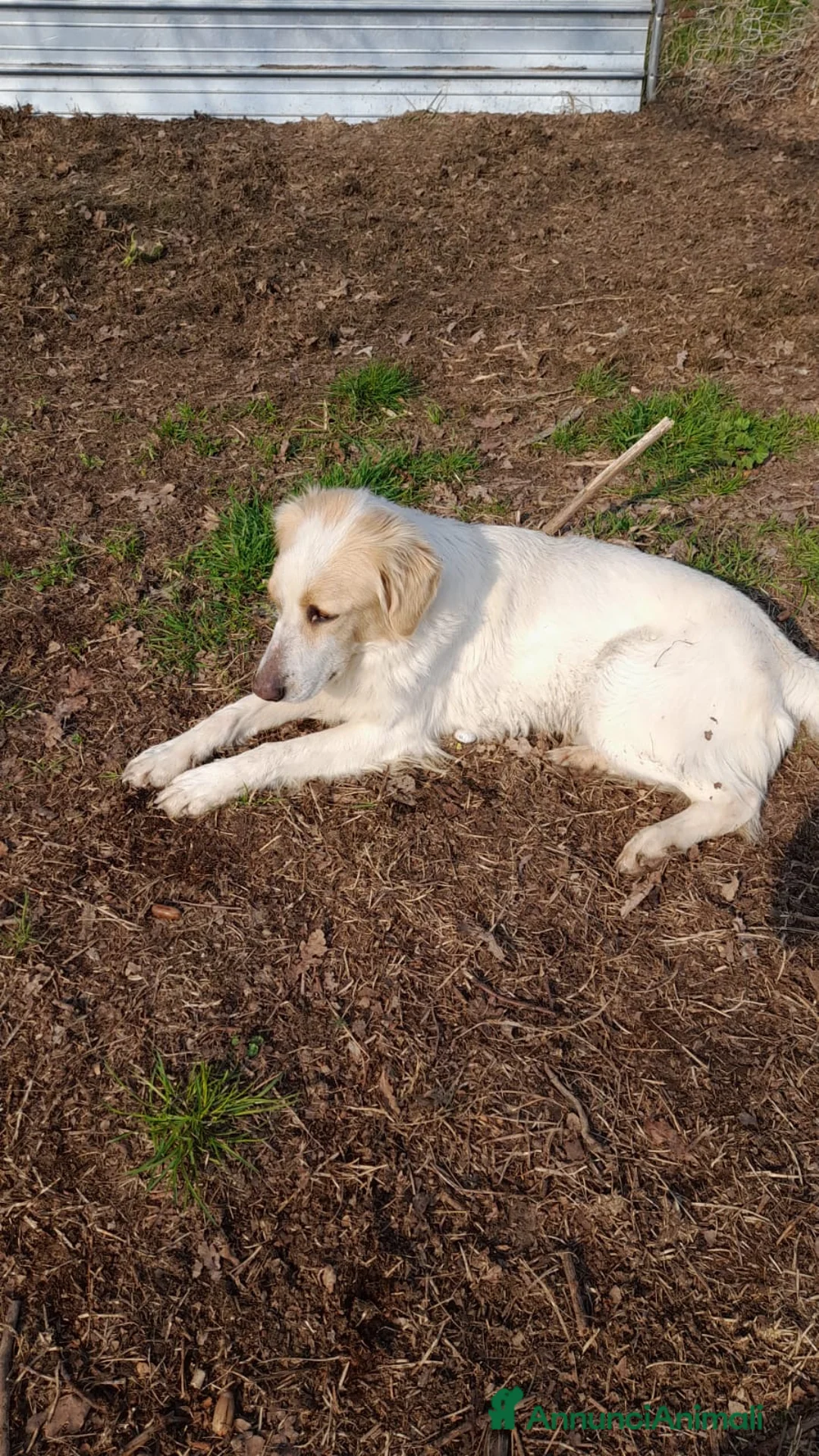 Altre razze cani in regalo: CAGNOLINO AMOREVOLE a Provincia di Modena - Annuncio 6